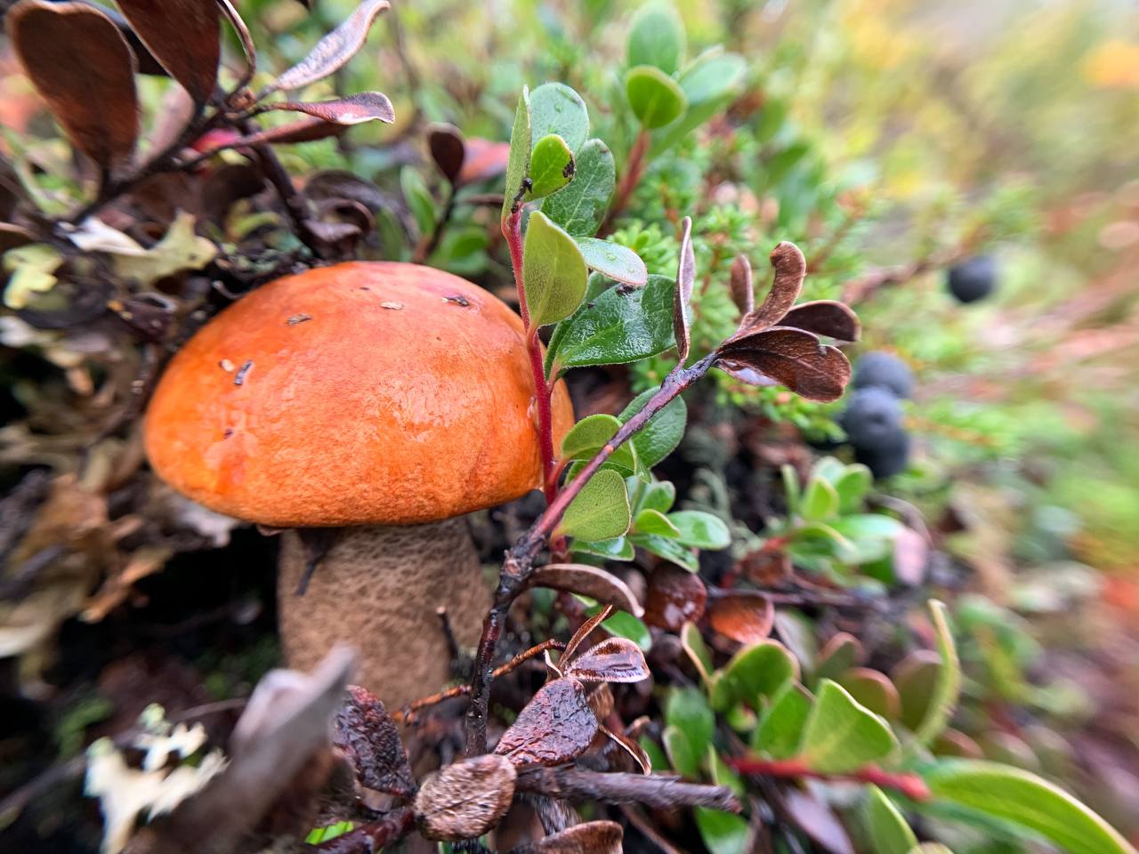 Треккинг в Хибинах (без рюкзаков и палаток) (21/41)