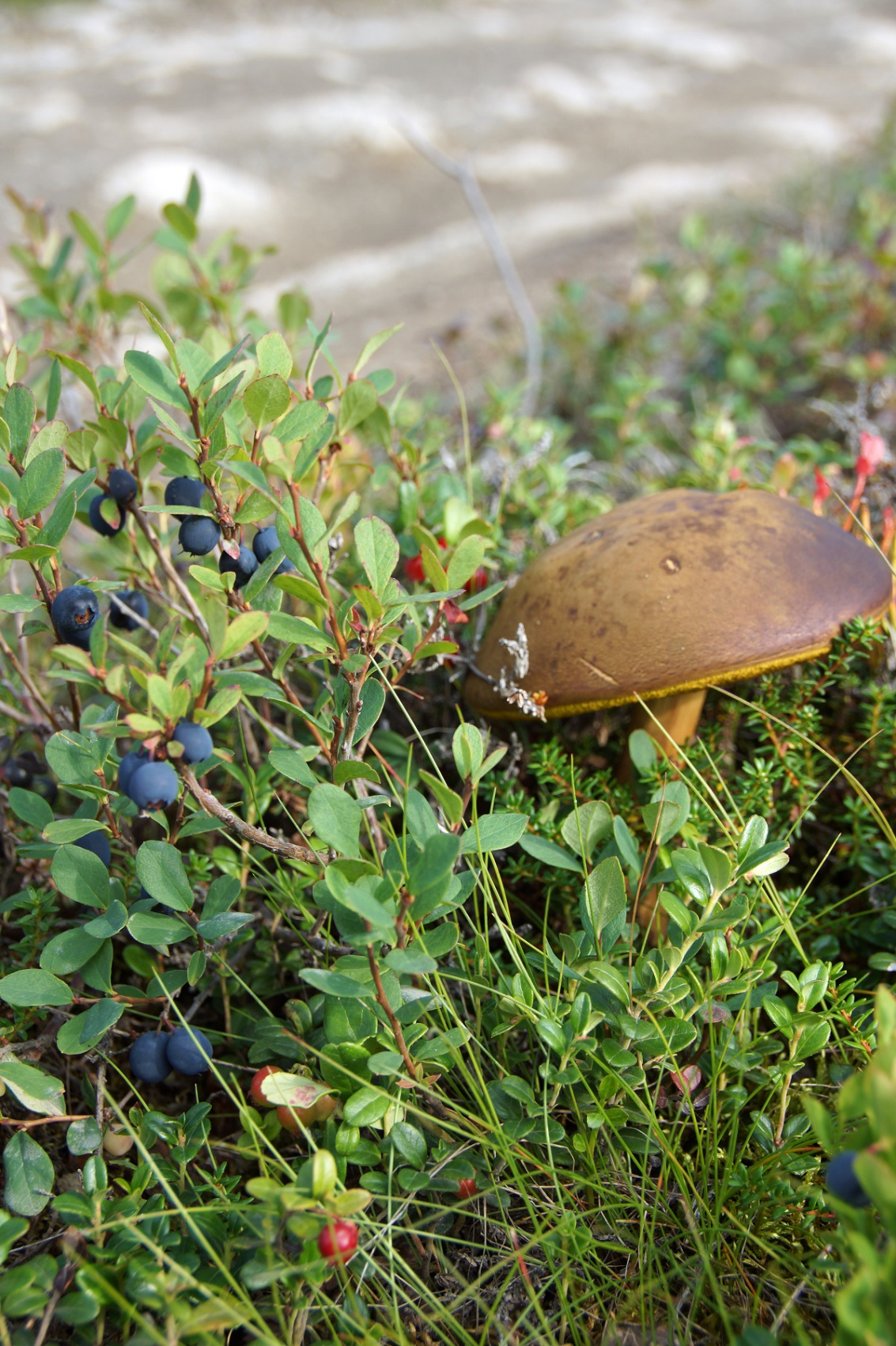Треккинг в Хибинах (без рюкзаков и палаток) (9/41)