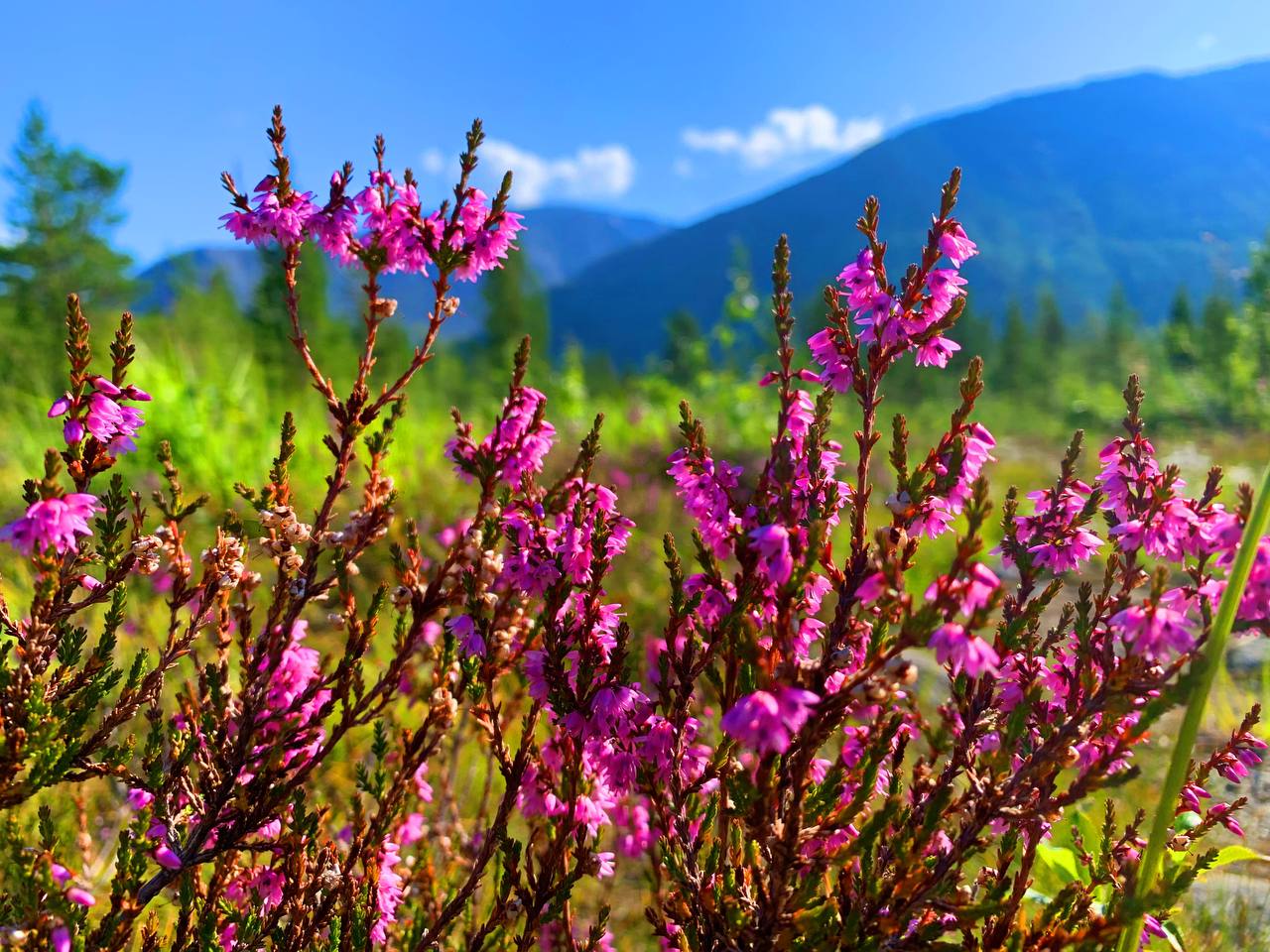 Треккинг в Хибинах (без рюкзаков и палаток) (18/41)