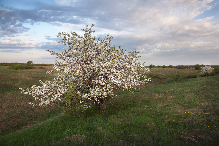 Путешествие в цветущую степь (13/26)