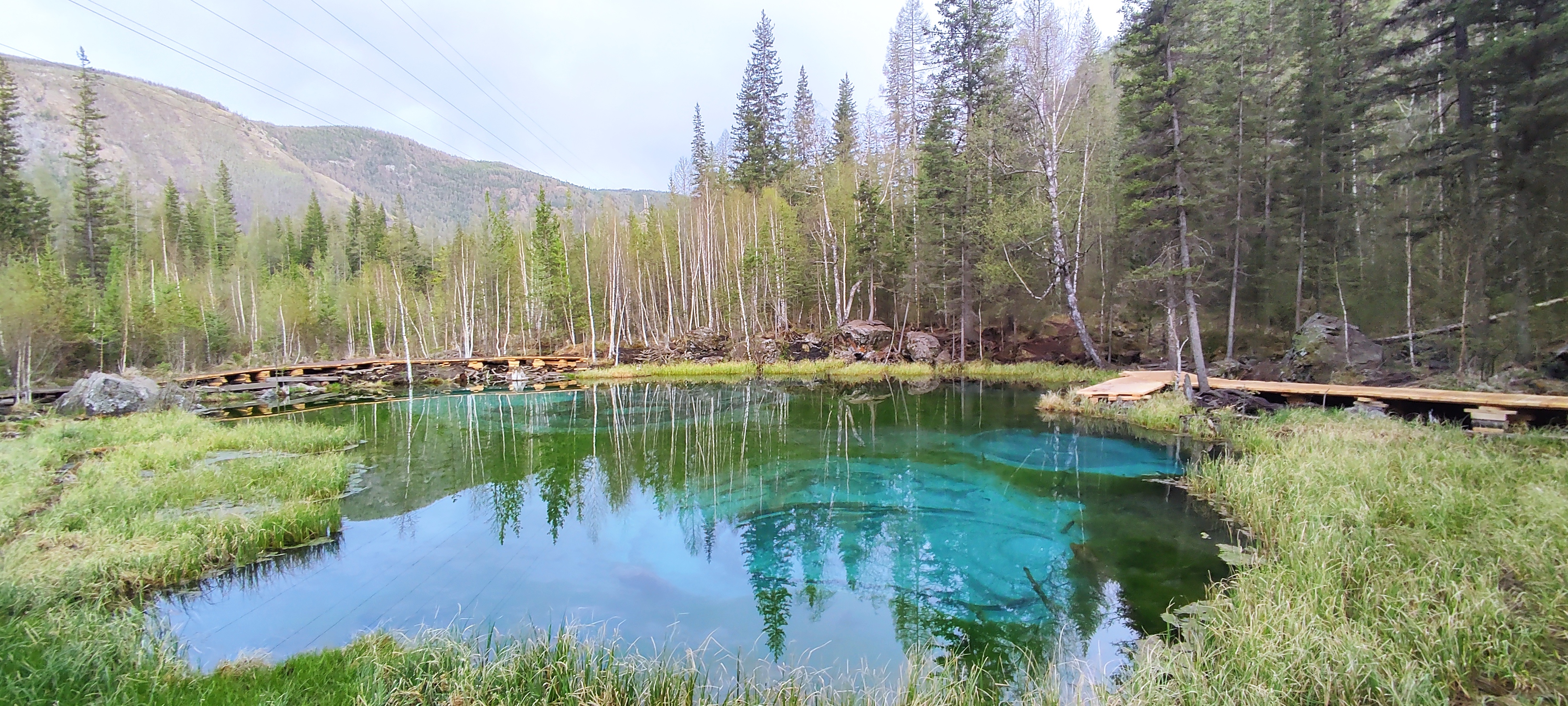 Цветение Маральника - Сиреневые горы Алтая (10/18)