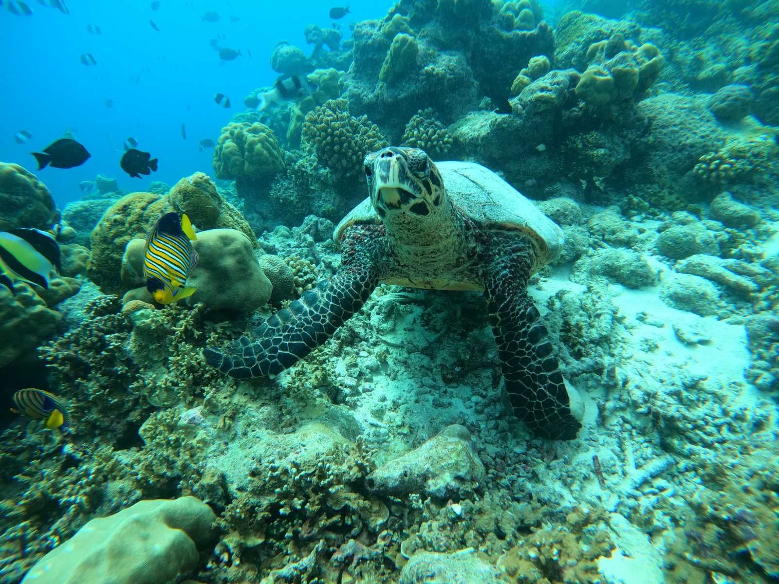 Мальдивы! Два острова! Яркий фото/видео контент включен!