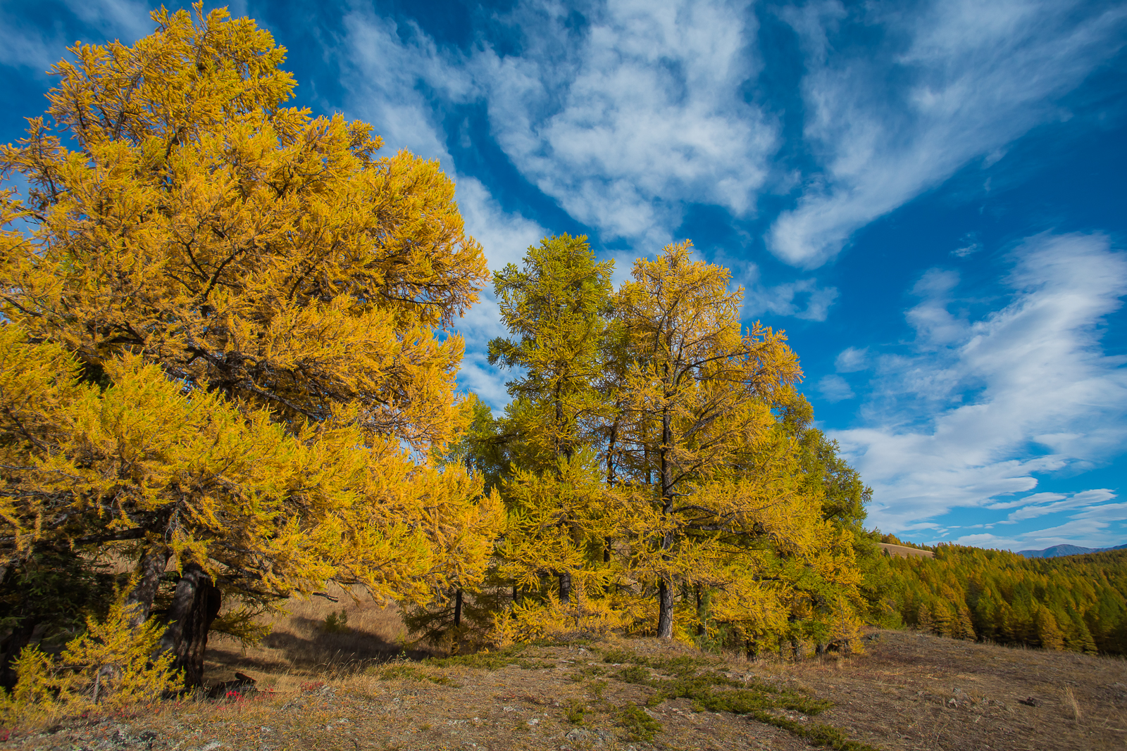 Точка встречи Осенний Алтай! (14/28)