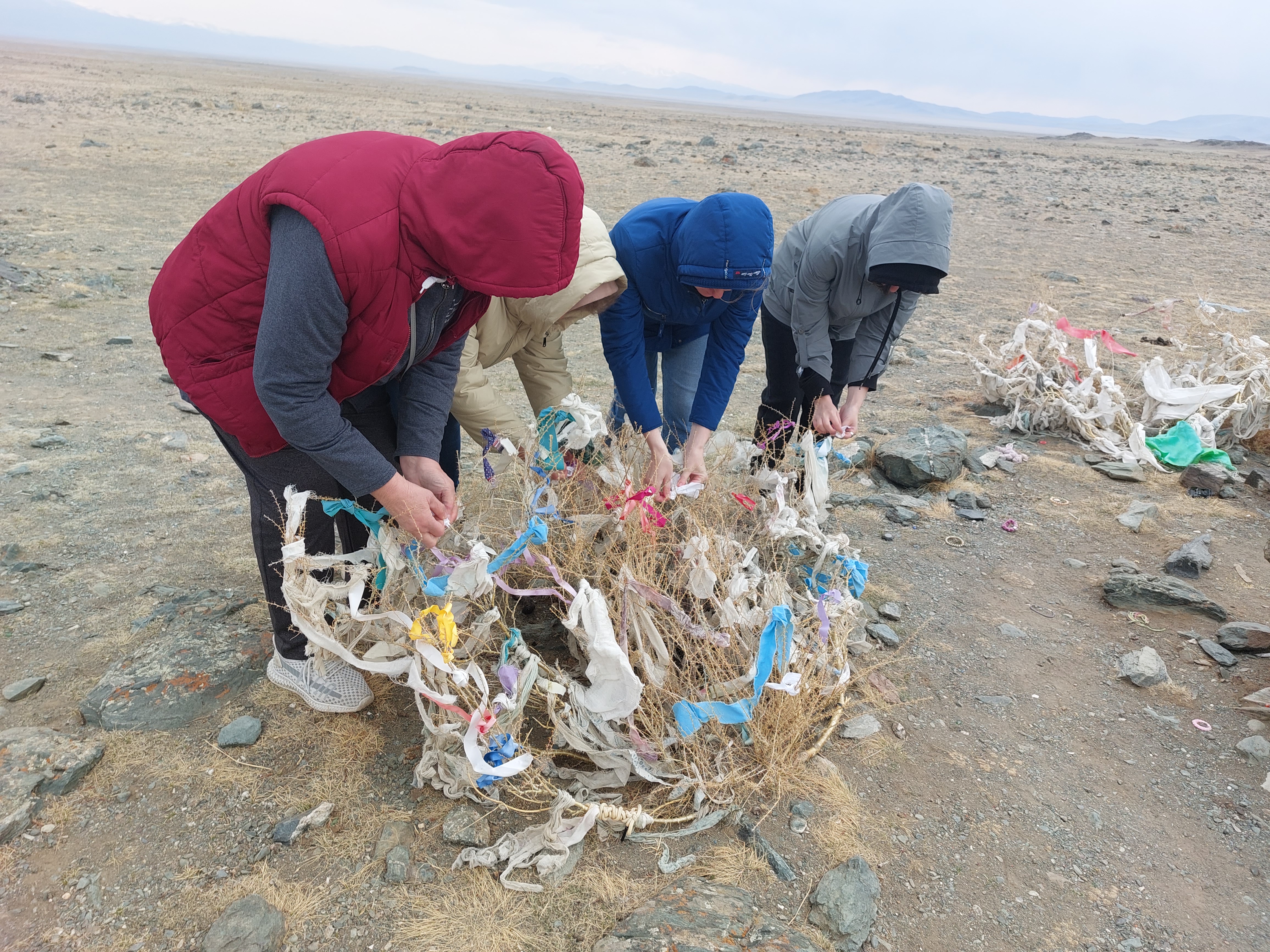 Цветение маральника. Автотур по Чуйскому тракту (23/28)