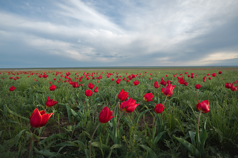 Путешествие в цветущую степь