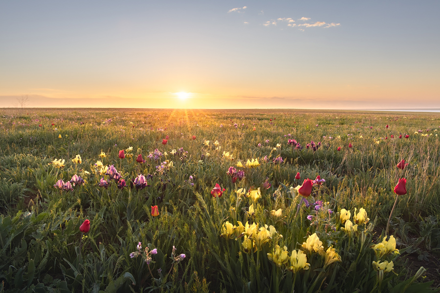 Путешествие в цветущую степь (16/26)