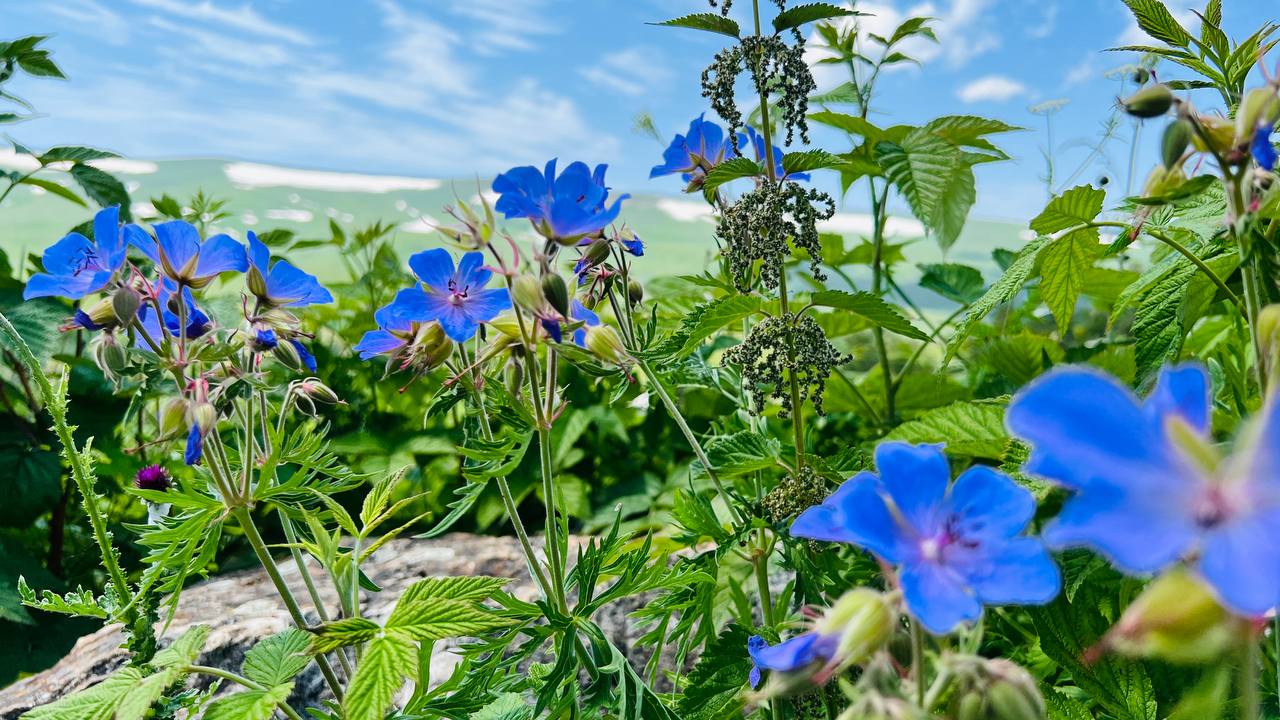 Семейная Адыгея: основы туризма (комфорт) (5/22)