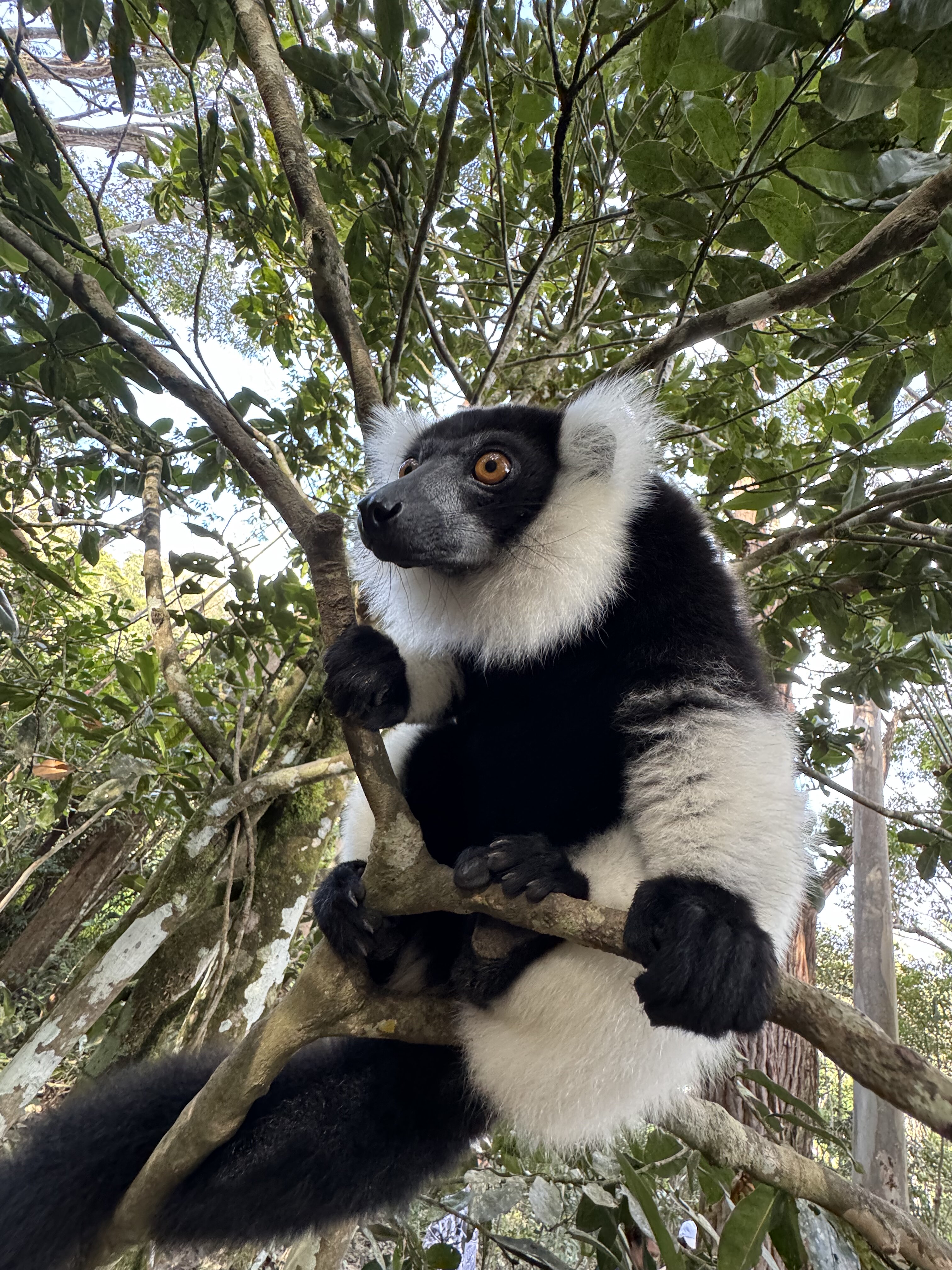 Мадагаскар. Маврикий