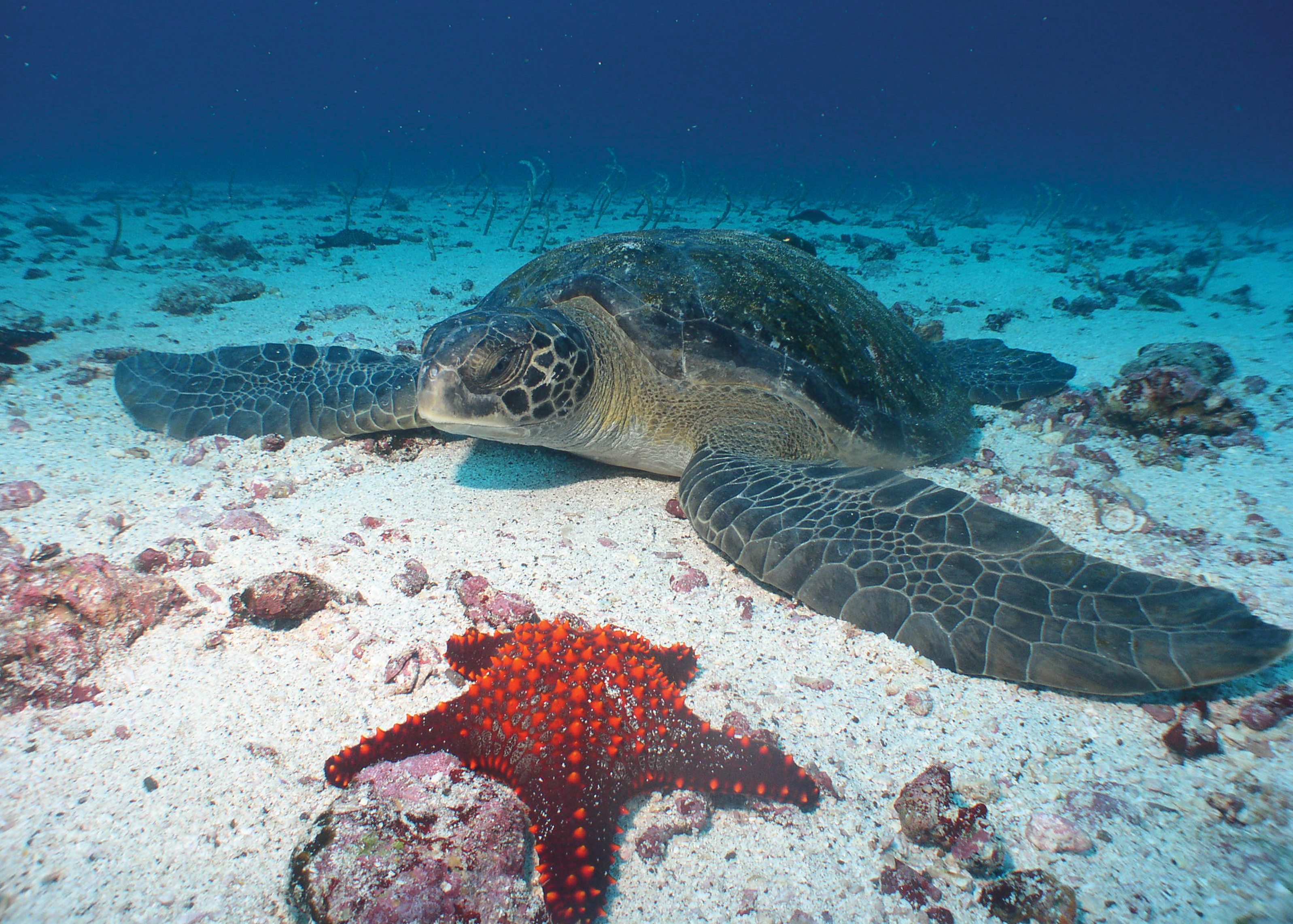 Анды, Амазония и Галапагосские острова (12/18)