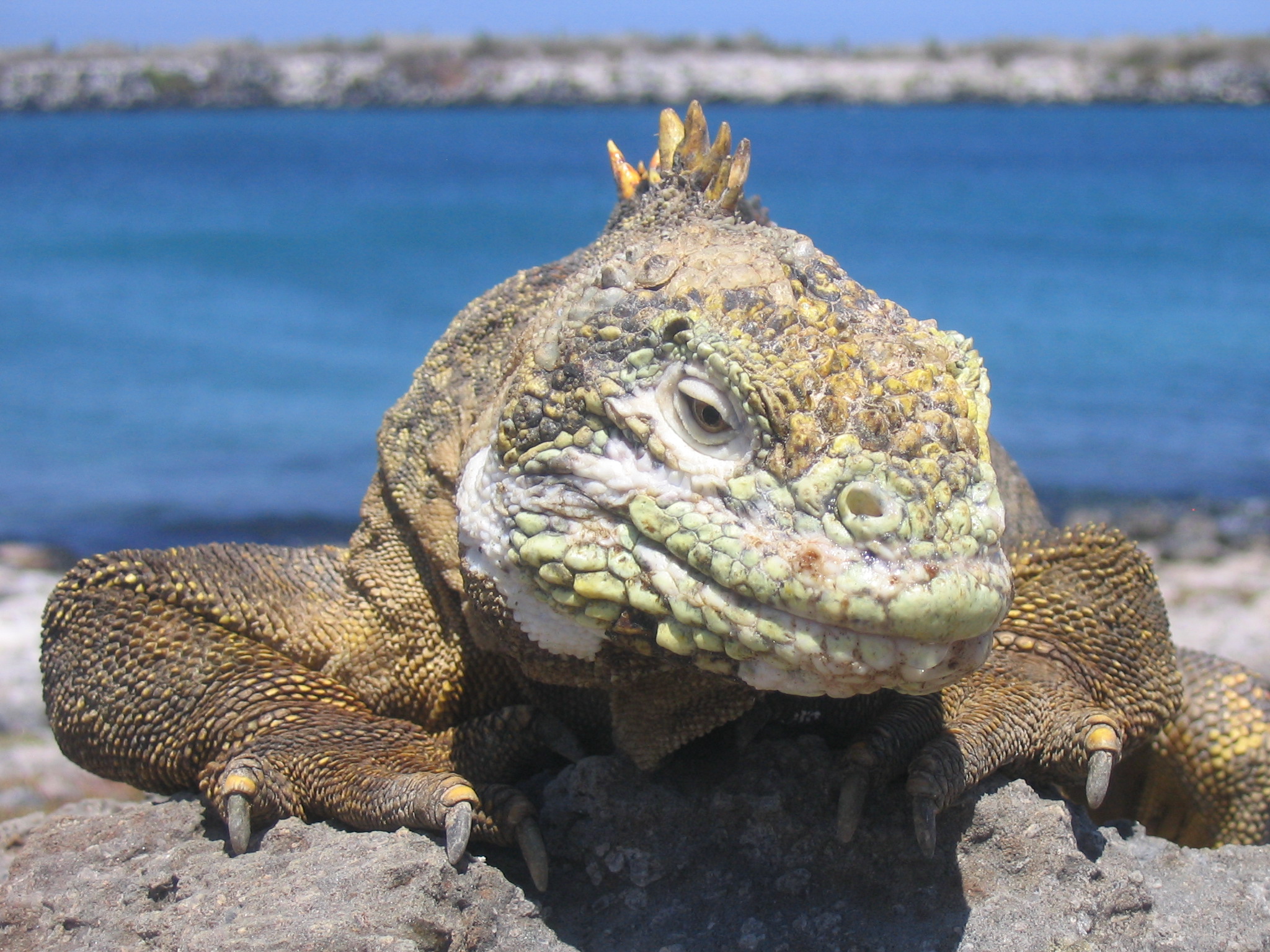 Анды, Амазония и Галапагосские острова (14/18)