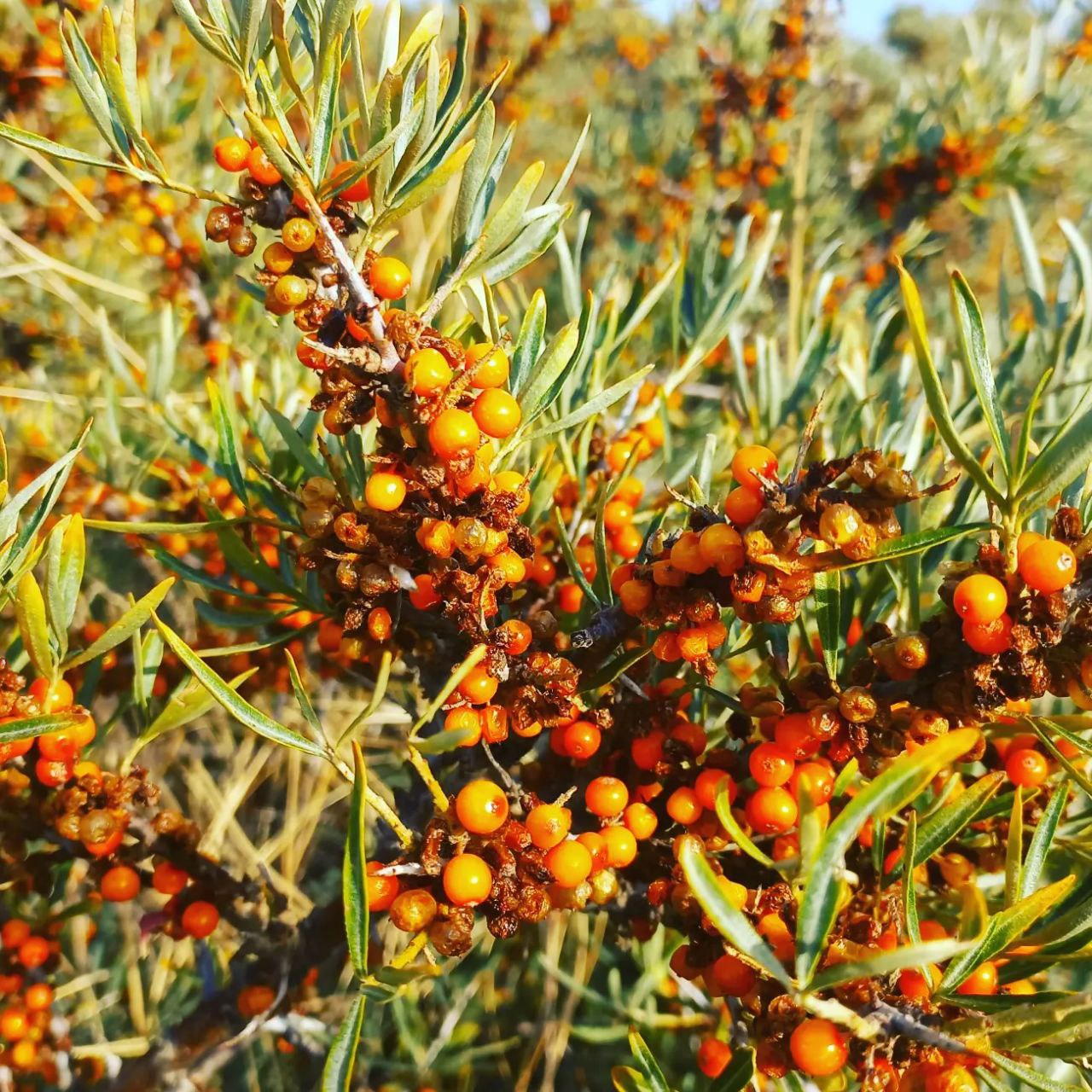 Из Бишкека: 5-дневное приключение по хребту Тянь-Шаня в Кыргызстане 