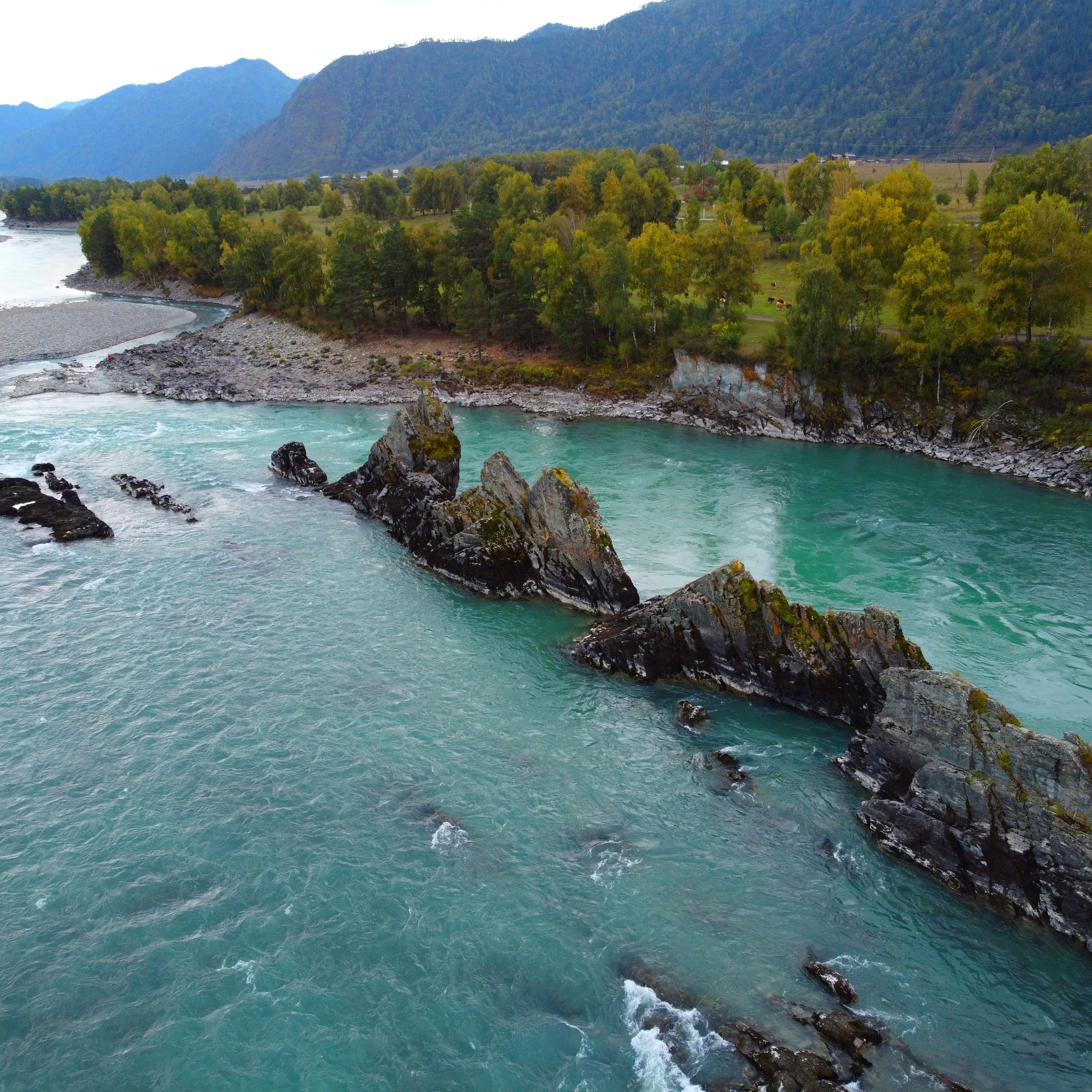 Цветение Маральника (9/17)