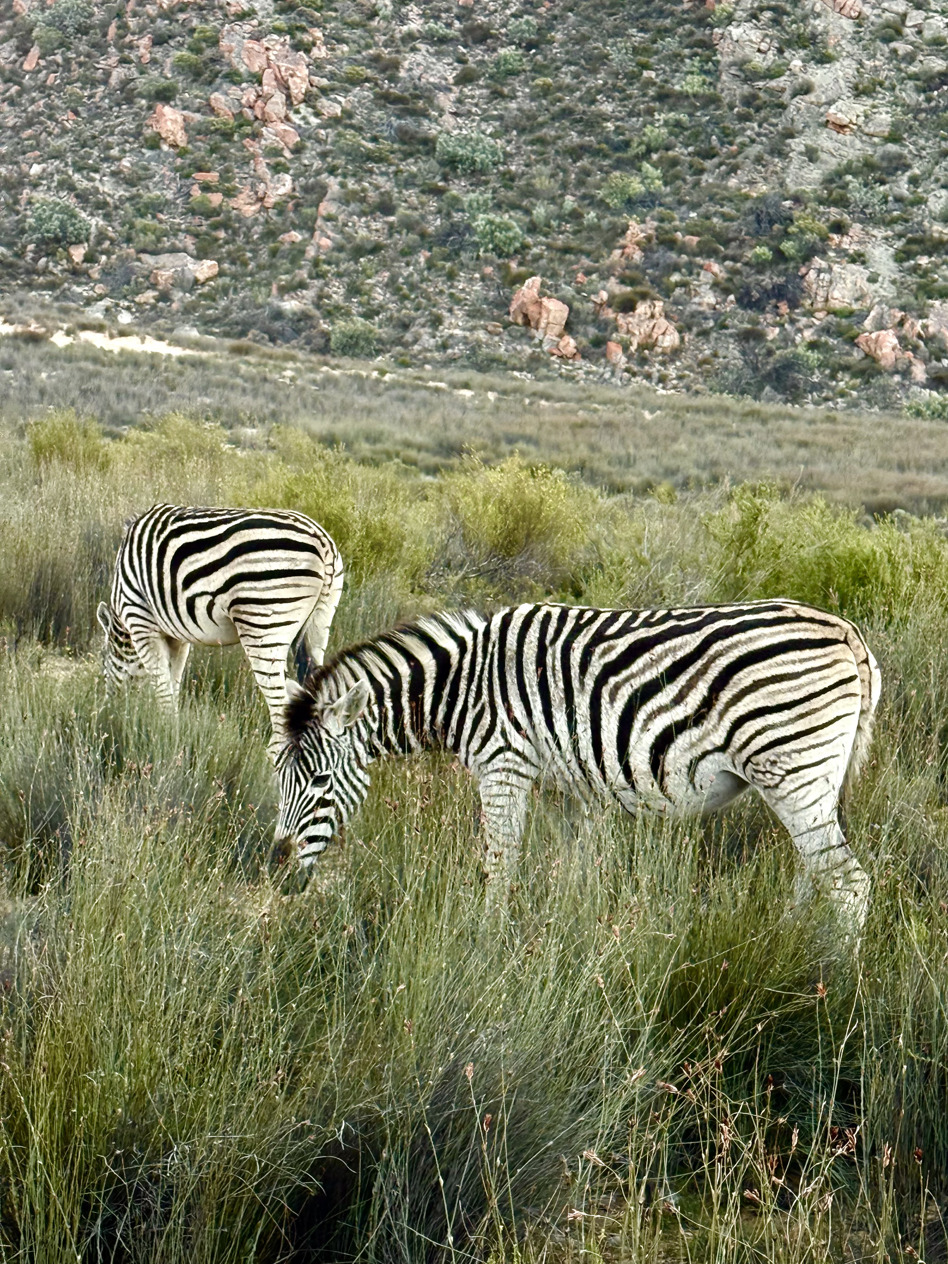 Юар-Большое Путешествие: пингвины, сафари и гепарды, вертолеты и вино (17/23)