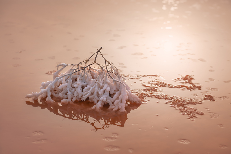 Путешествие в цветущую степь (21/26)